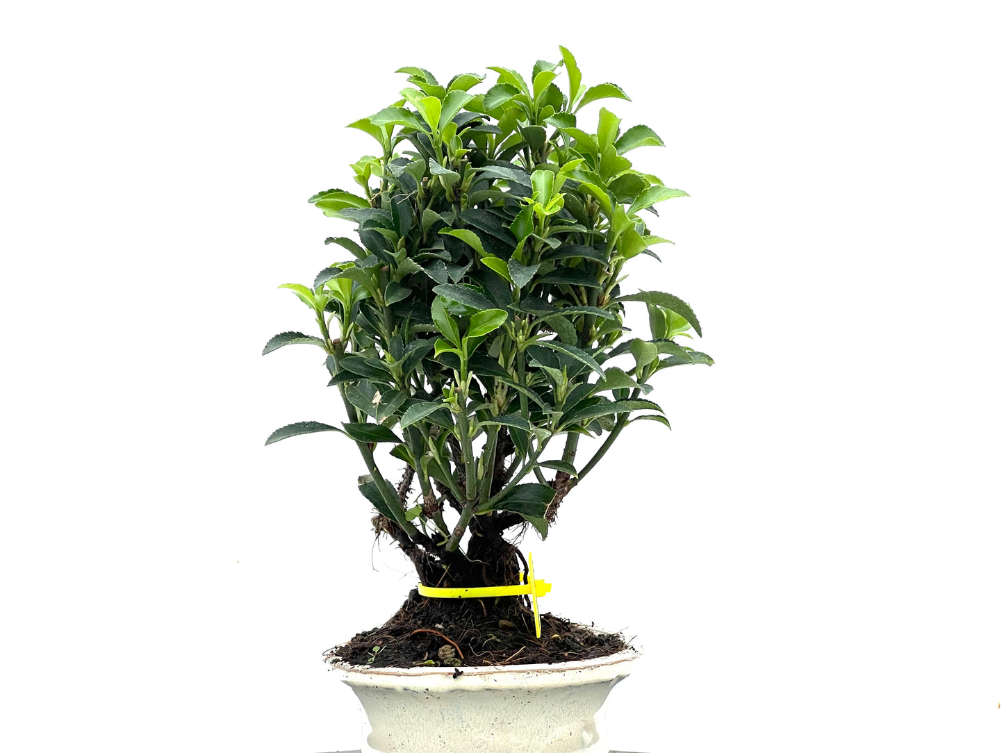 Euonymus 3520