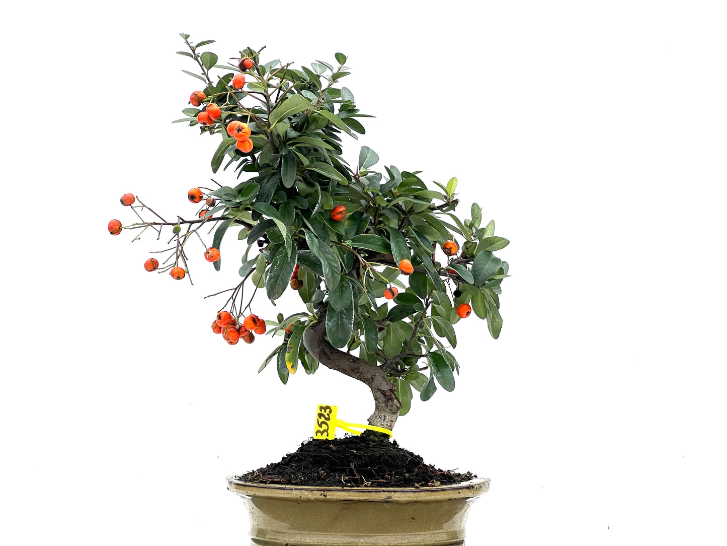 Pyracantha 3523