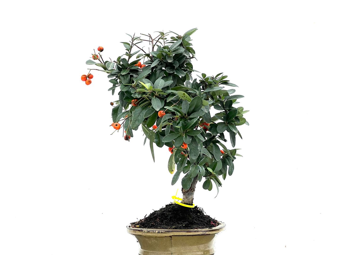 Pyracantha 3523