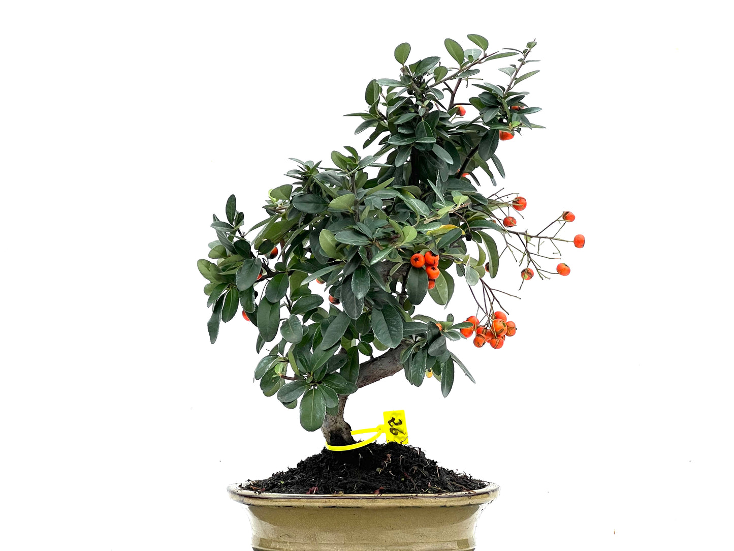 Pyracantha 3523