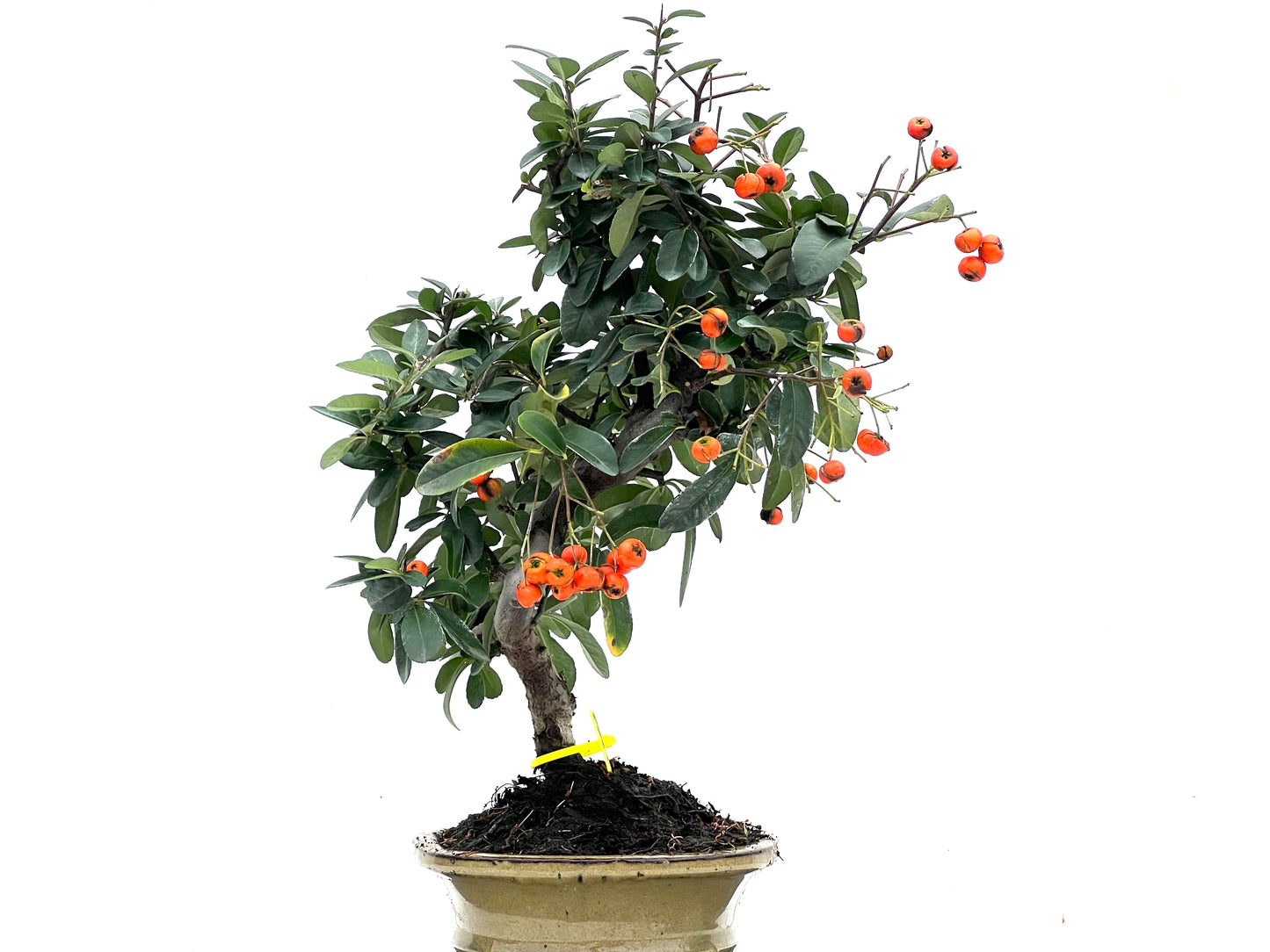 Pyracantha 3523