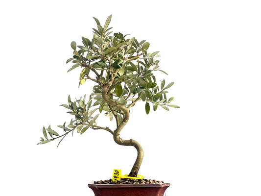 Olea Europaea 1930
