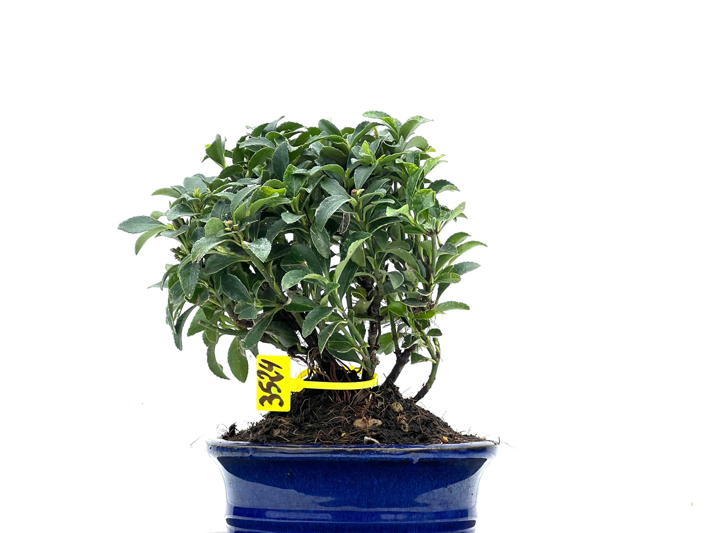Euonymus 3524