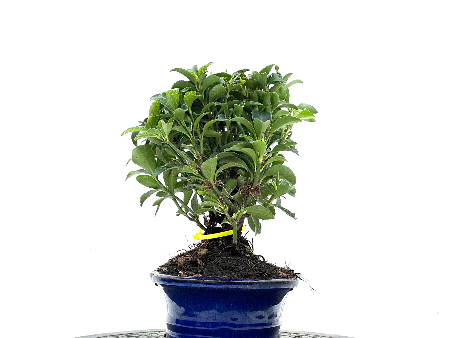 Euonymus 3524