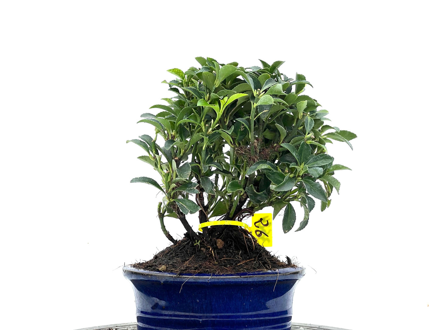 Euonymus 3524