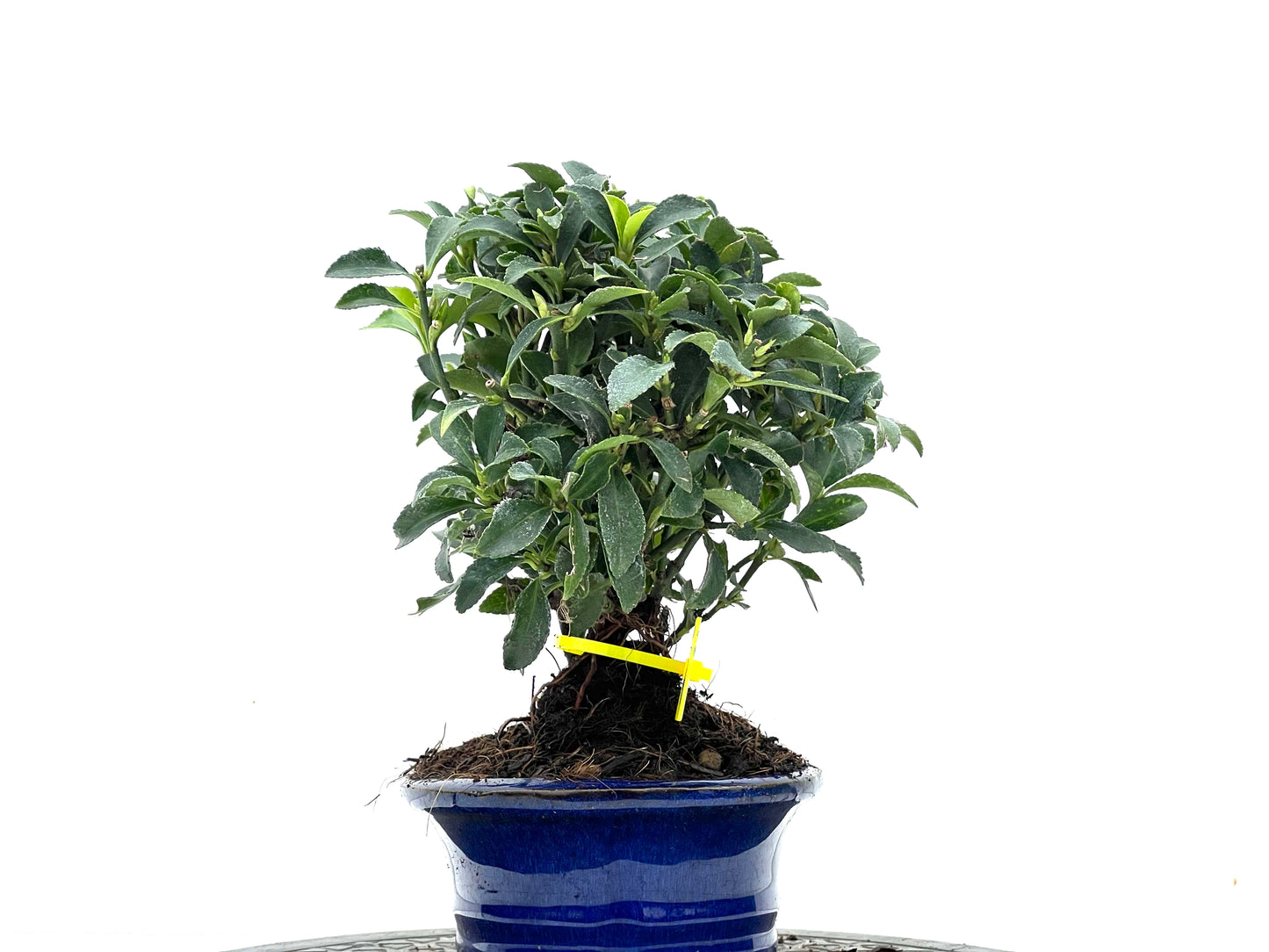 Euonymus 3524