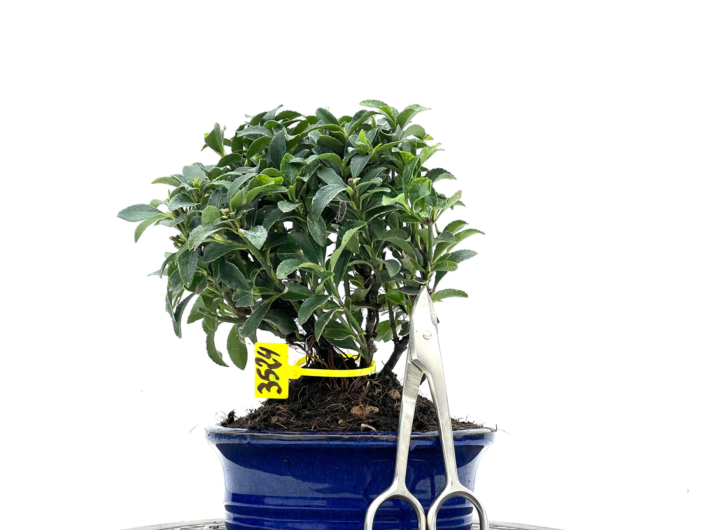 Euonymus 3524