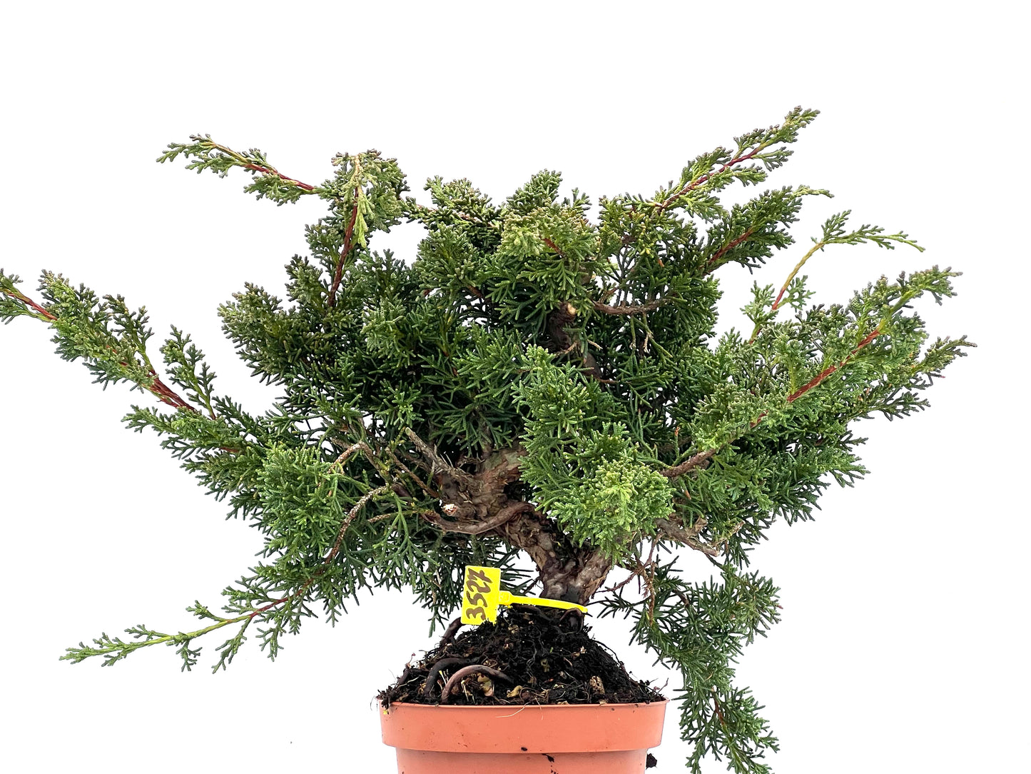 Juniperus Chinensis Kyushu 3527