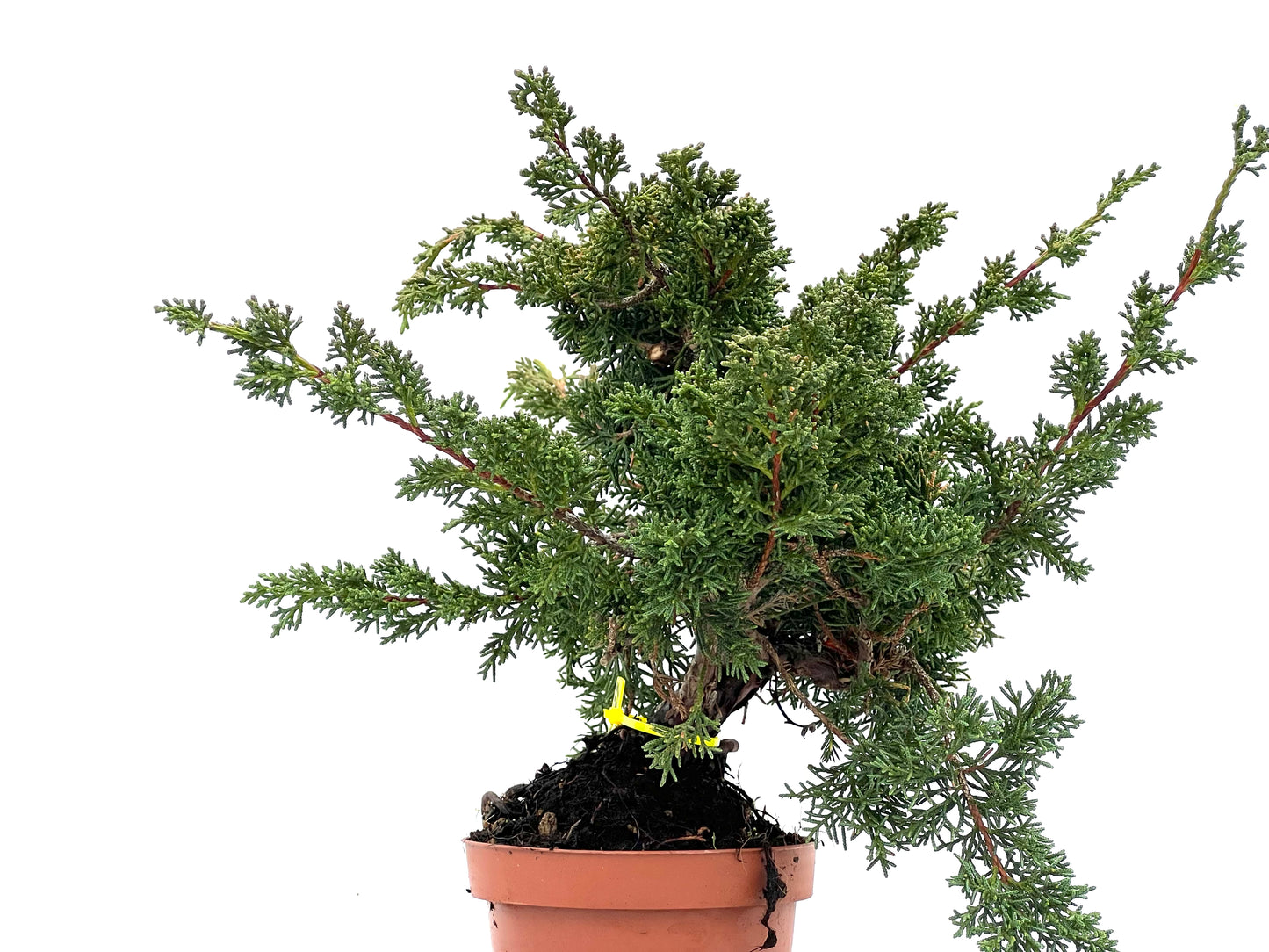 Juniperus Chinensis Kyushu 3527