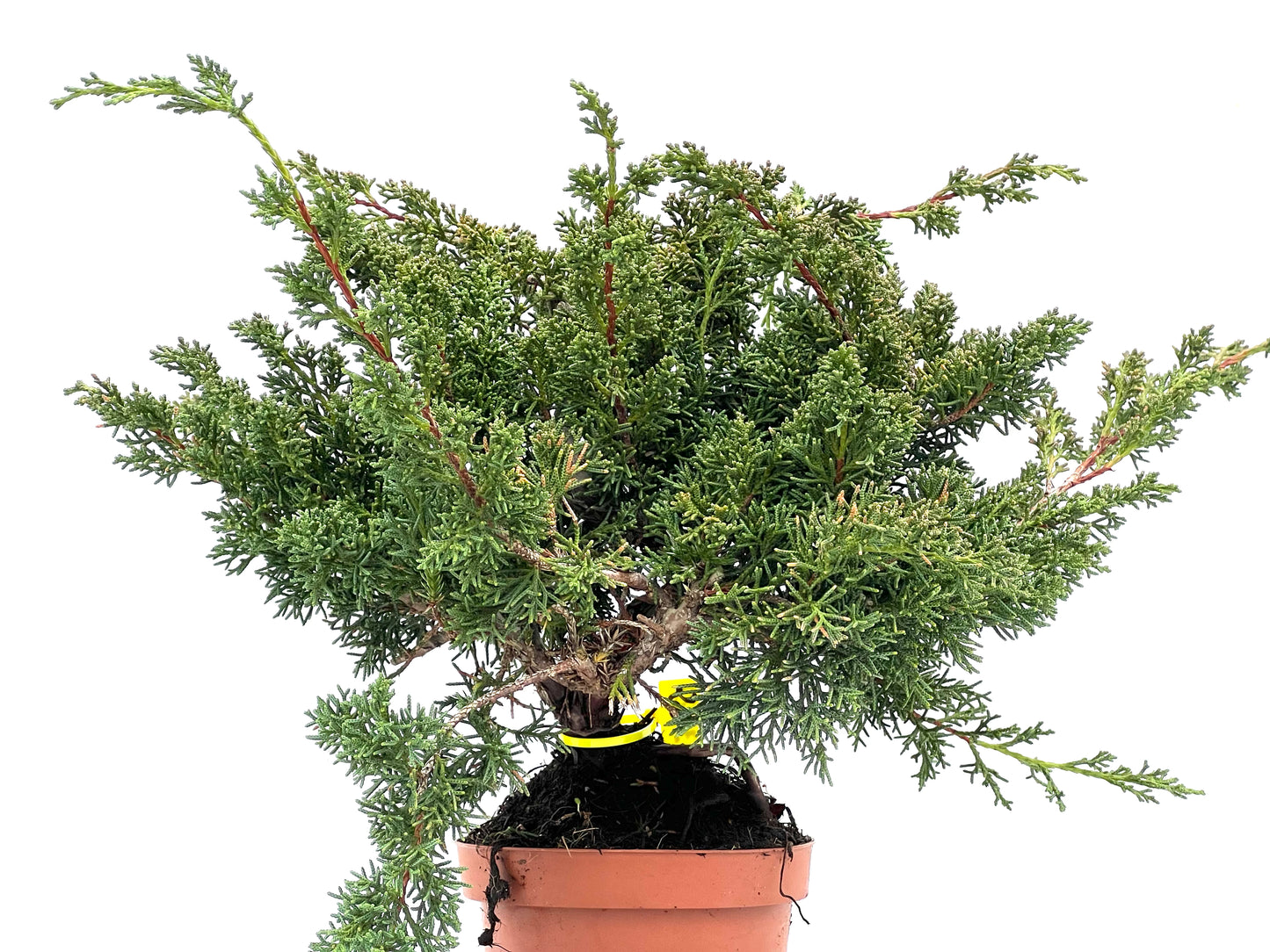 Juniperus Chinensis Kyushu 3527