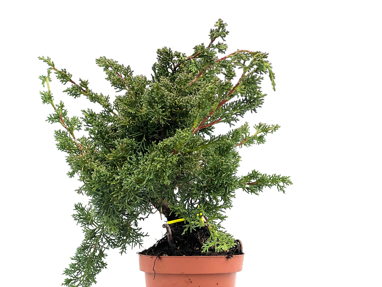Juniperus Chinensis Kyushu 3527