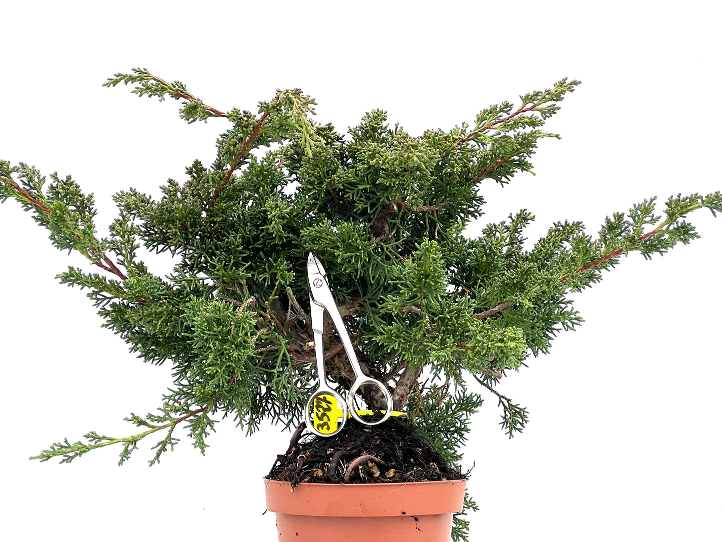 Juniperus Chinensis Kyushu 3527