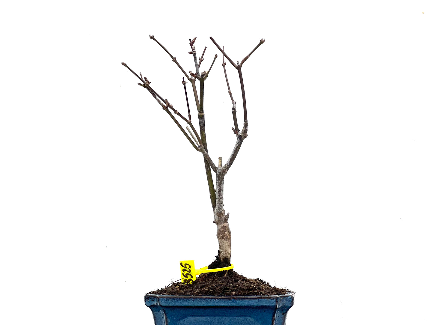 Acer Palmatum Atropurpureum 3525