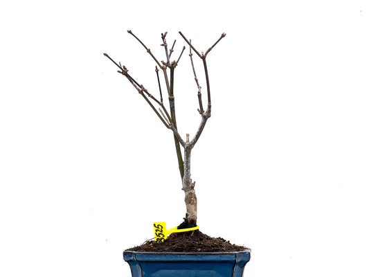 Acer Palmatum Atropurpureum 3525