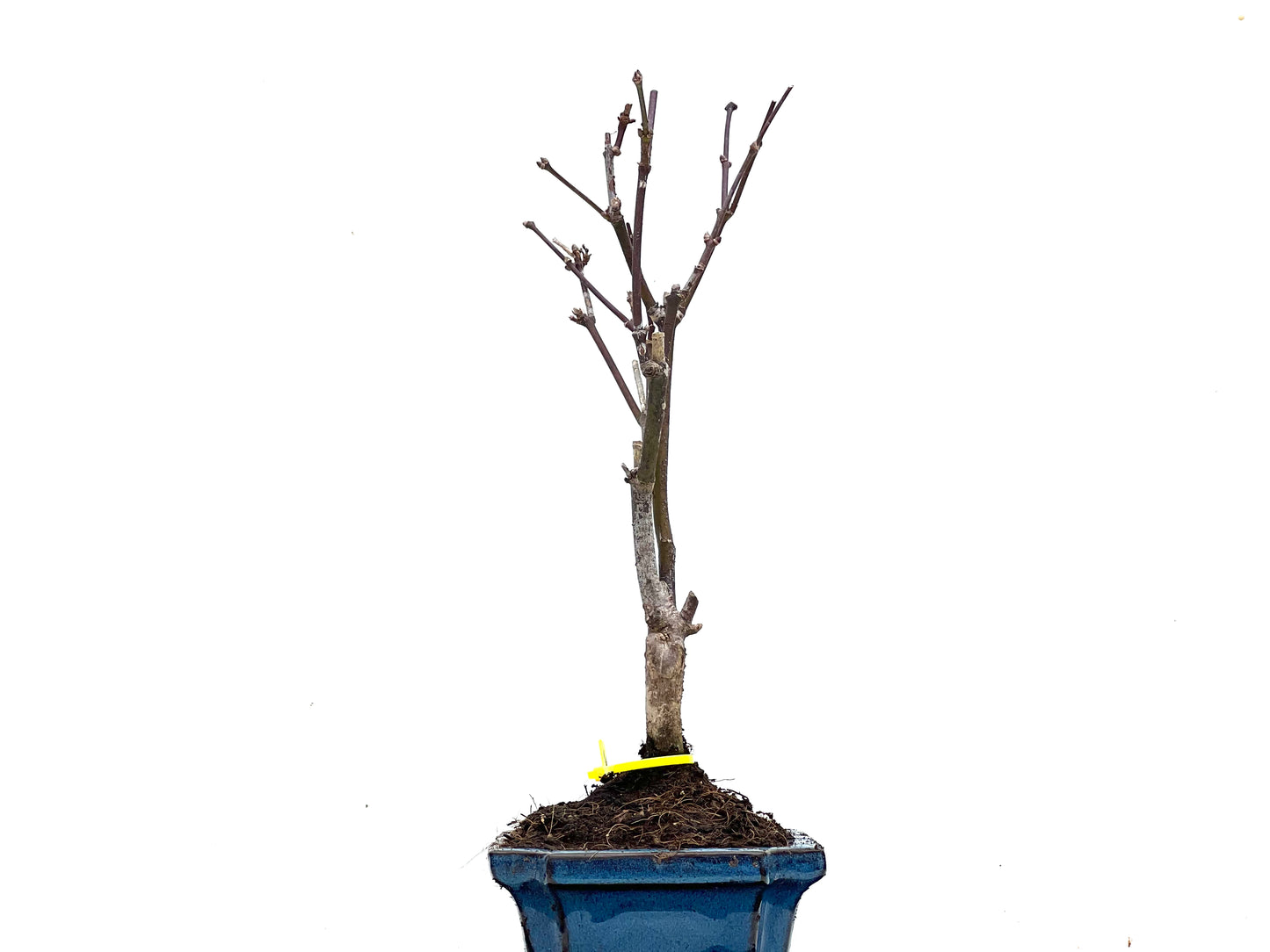 Acer Palmatum Atropurpureum 3525