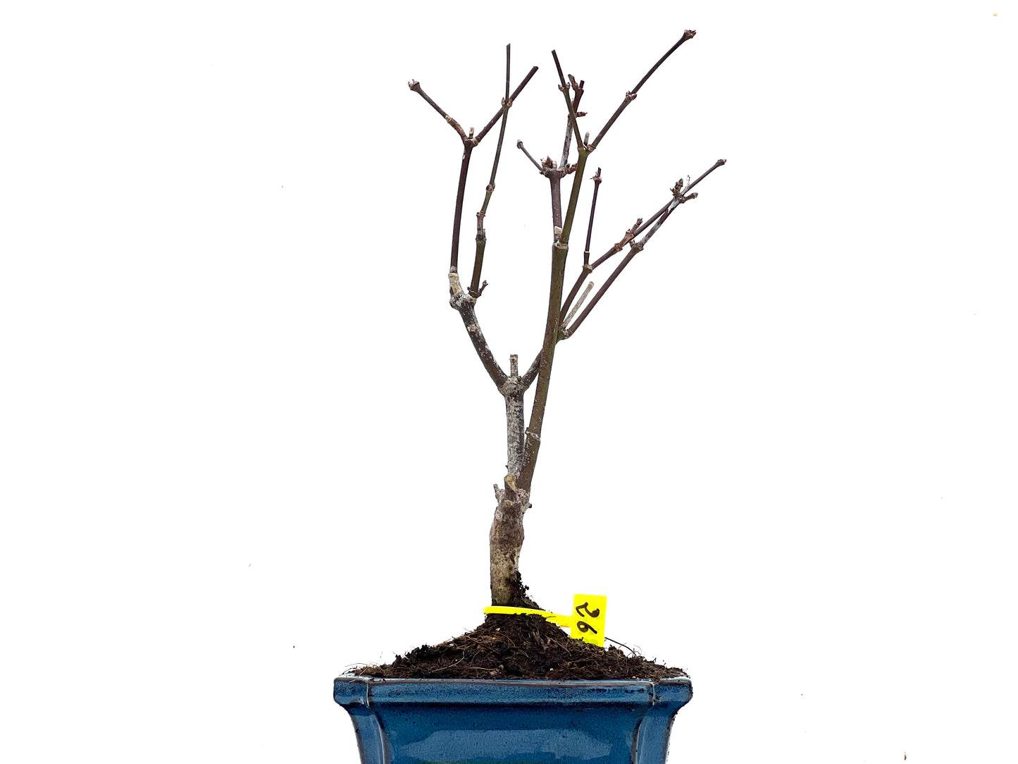 Acer Palmatum Atropurpureum 3525