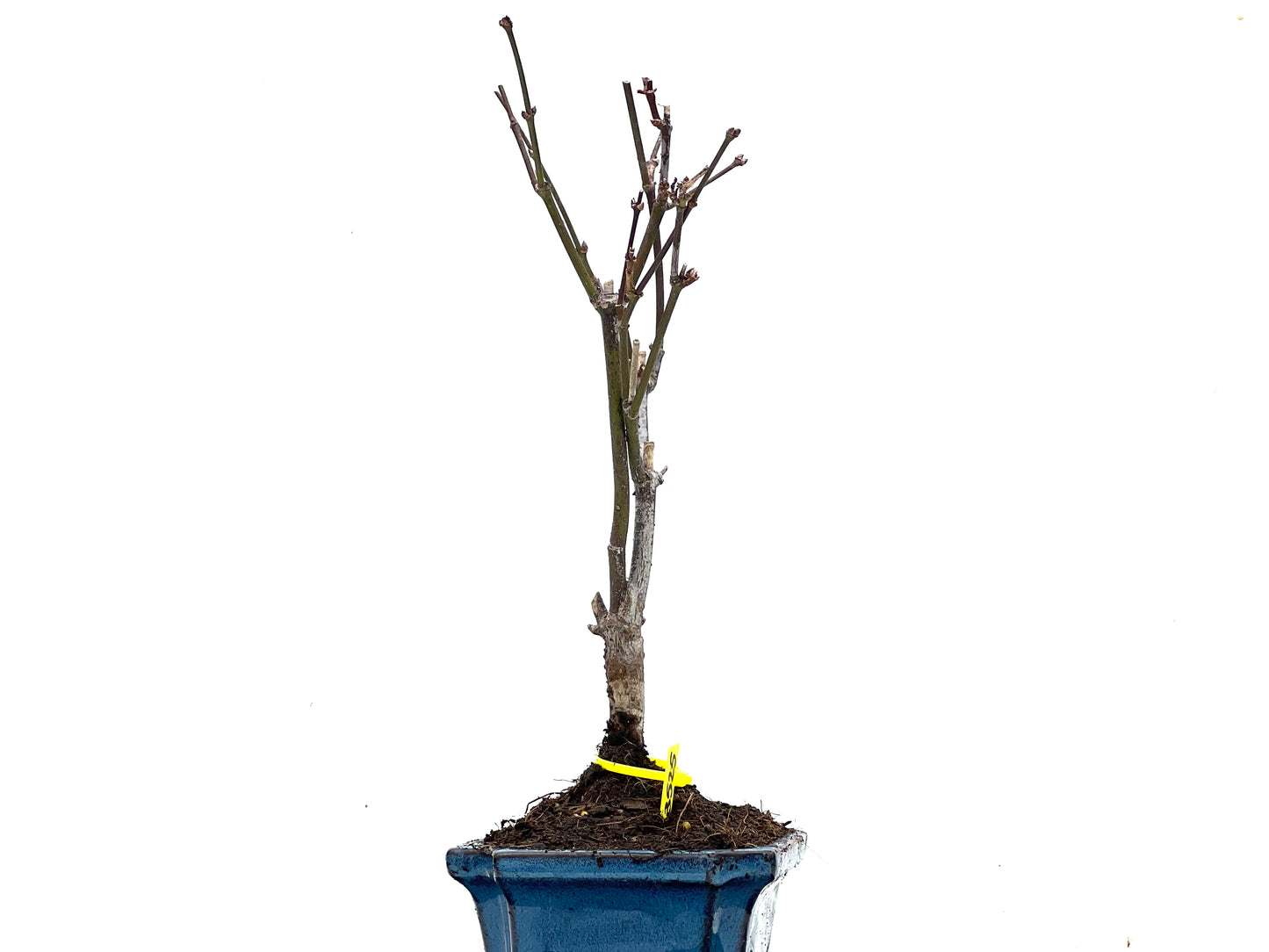 Acer Palmatum Atropurpureum 3525