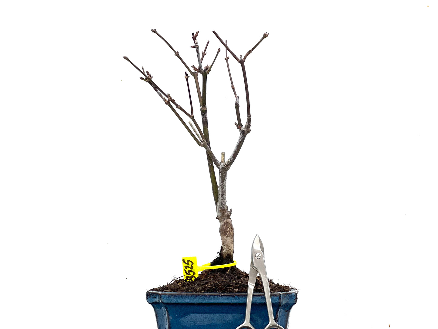 Acer Palmatum Atropurpureum 3525