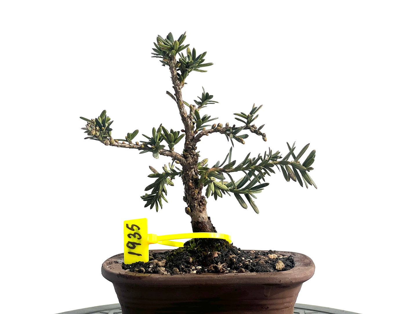 Taxus Baccata 1935
