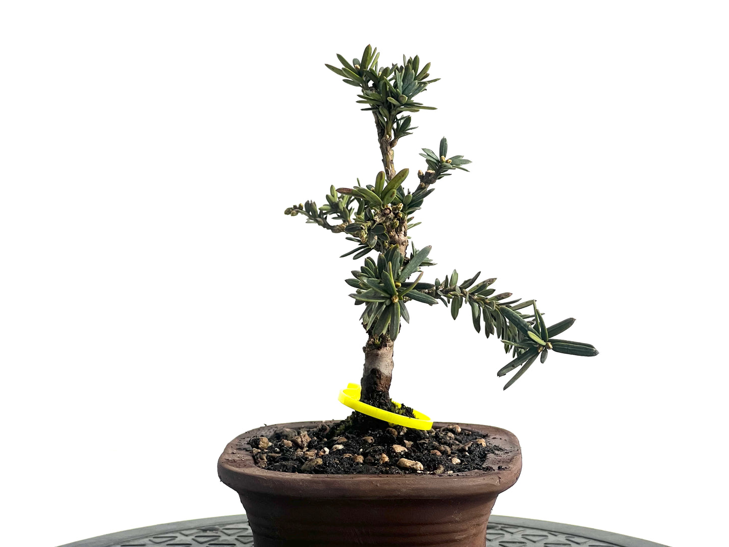 Taxus Baccata 1935