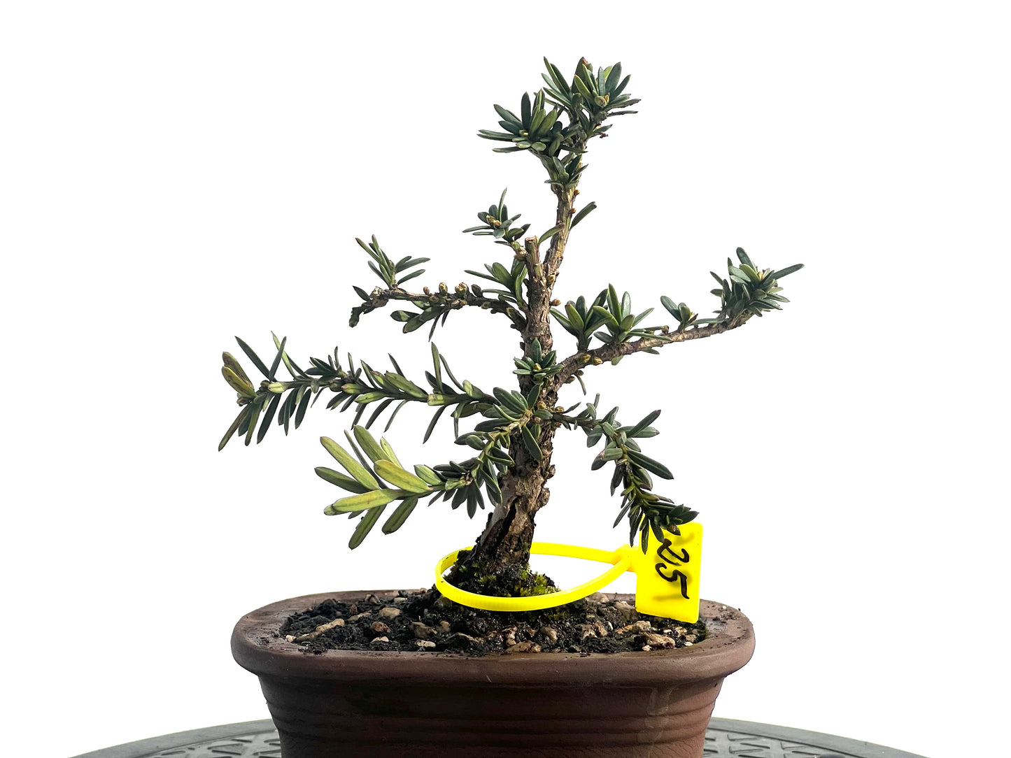 Taxus Baccata 1935