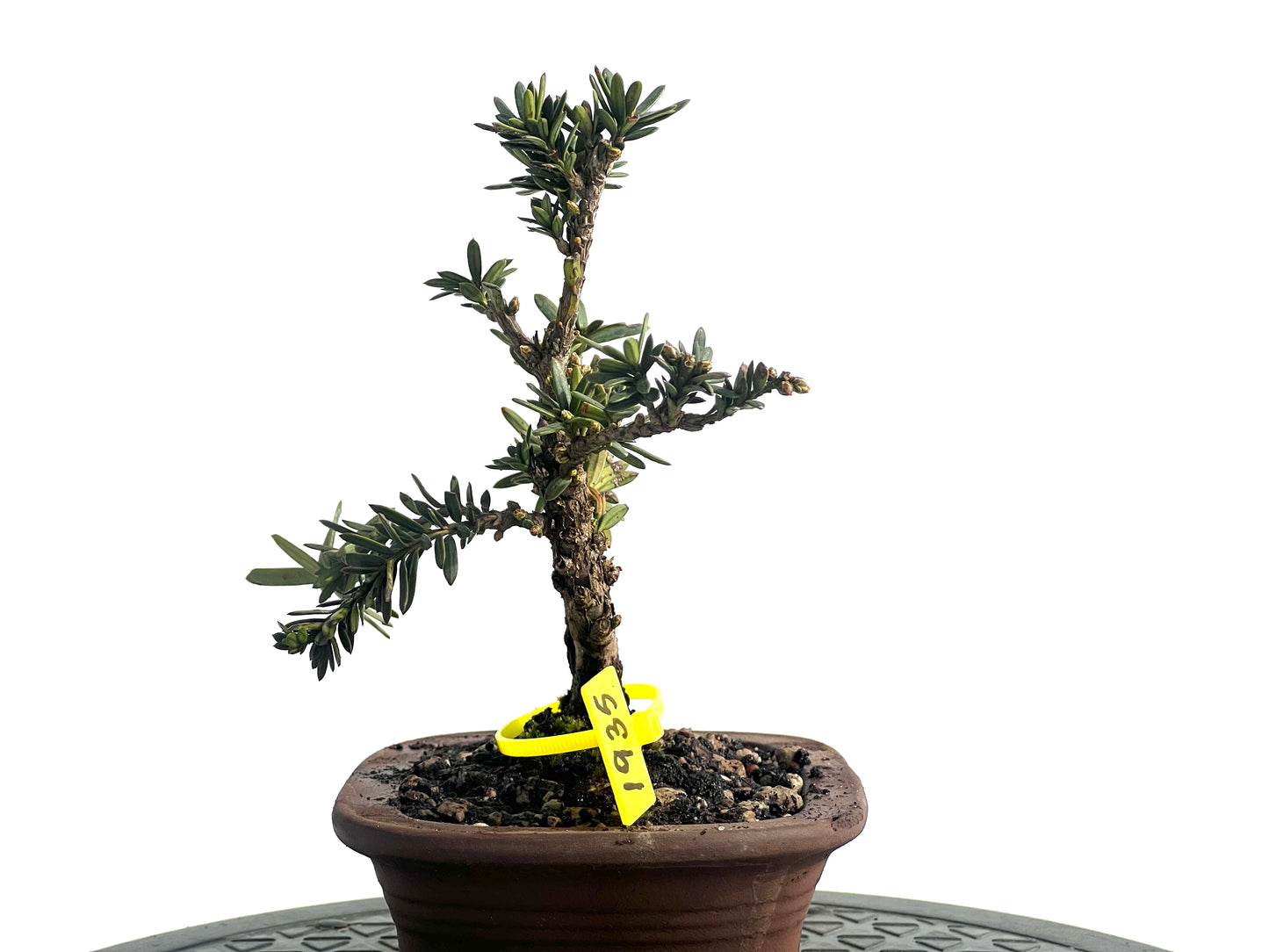 Taxus Baccata 1935