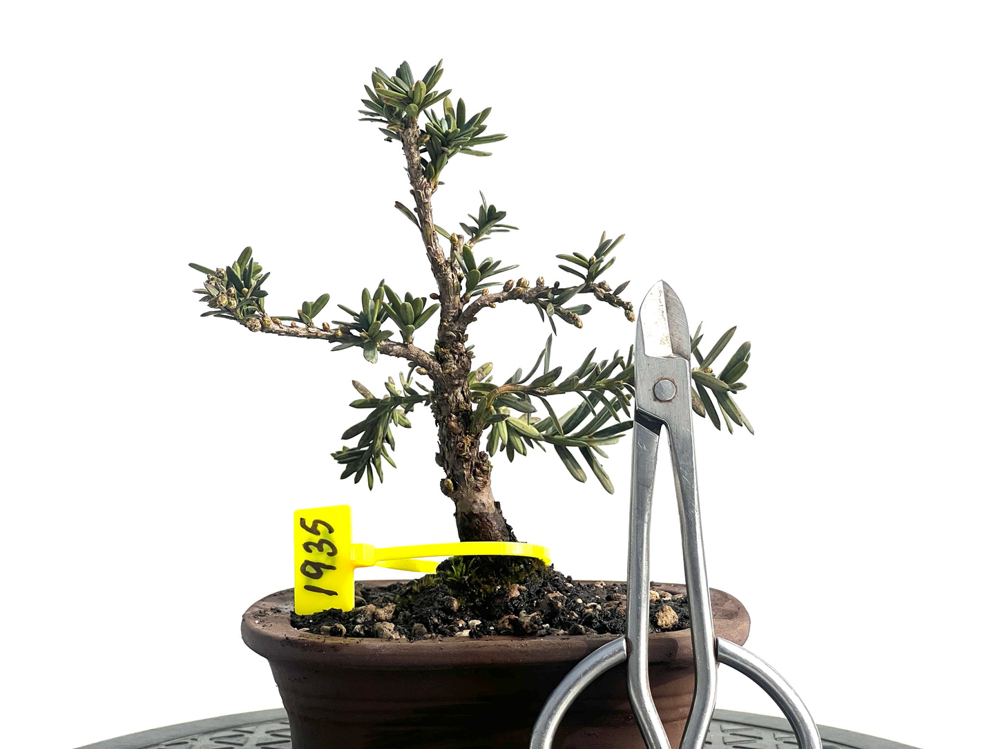 Taxus Baccata 1935
