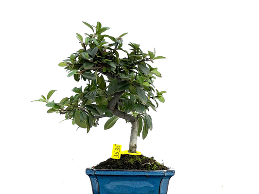 Pyracantha 3535