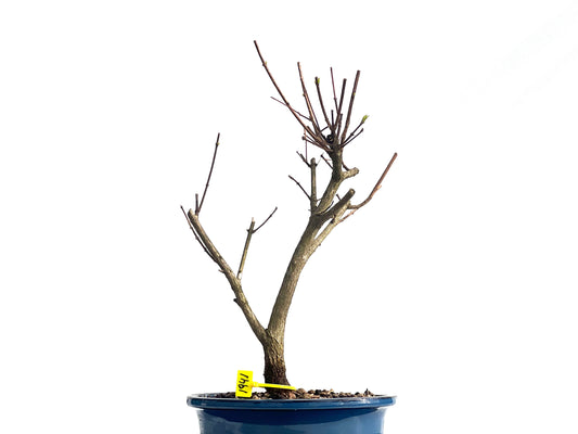 Premna Japonica 1941