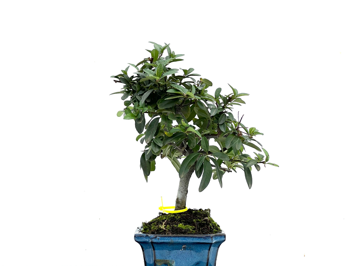 Pyracantha 3535
