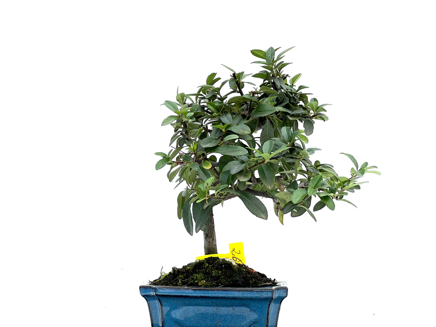 Pyracantha 3535