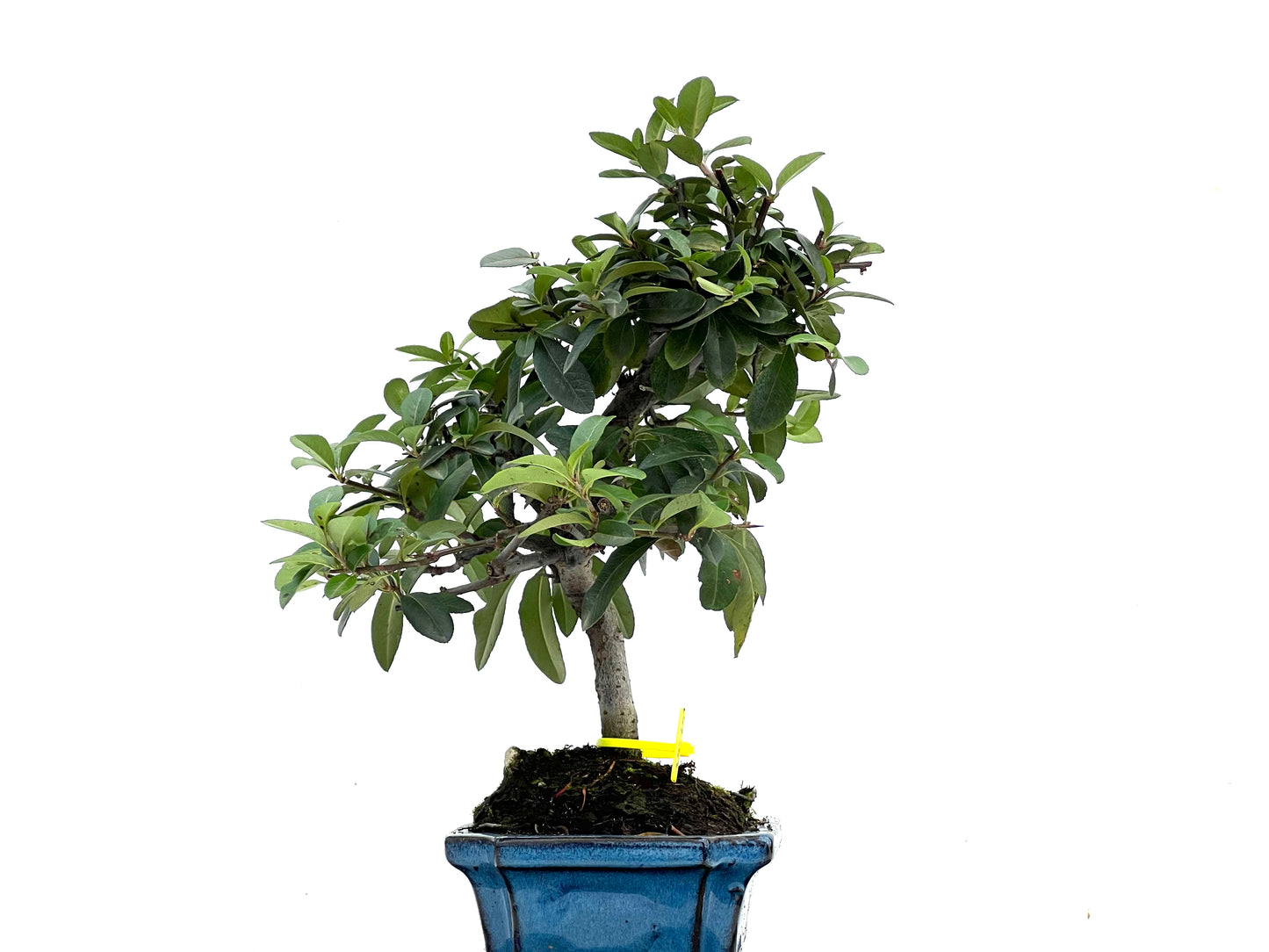 Pyracantha 3535