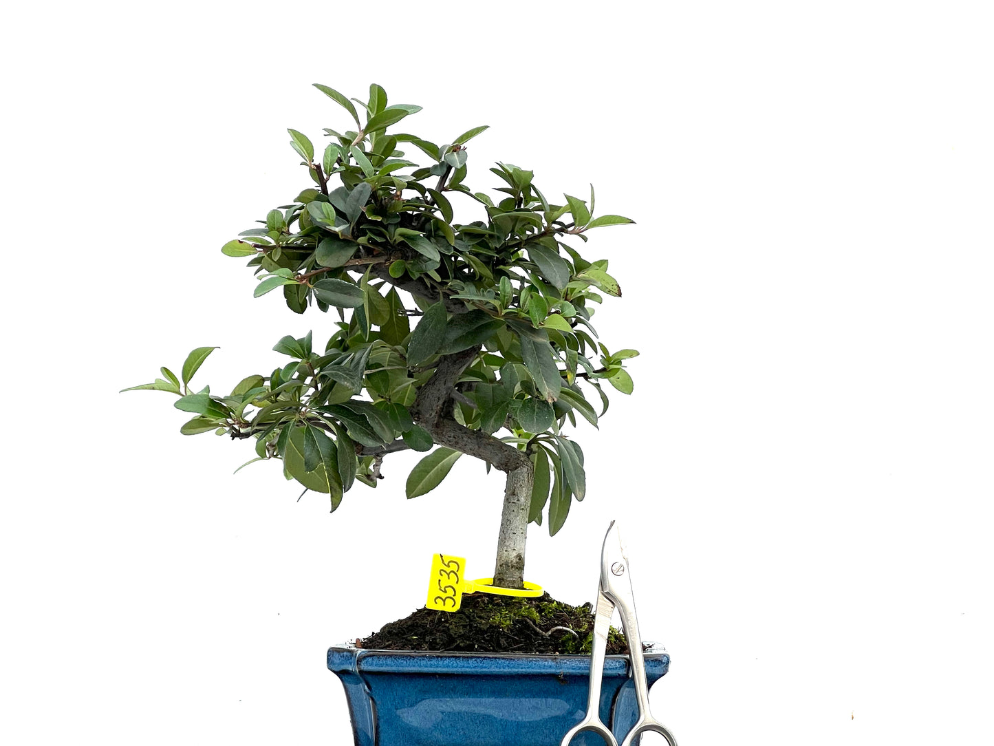 Pyracantha 3535
