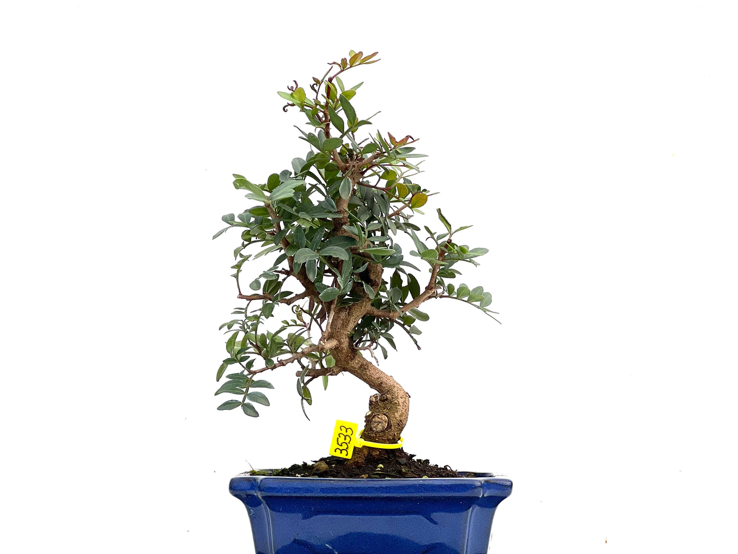 Pistacia Lentiscus 3533