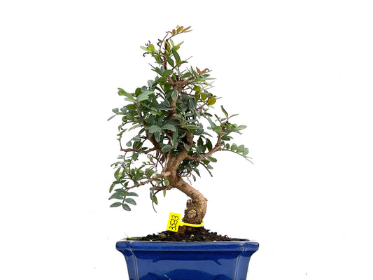 Pistacia Lentiscus 3533