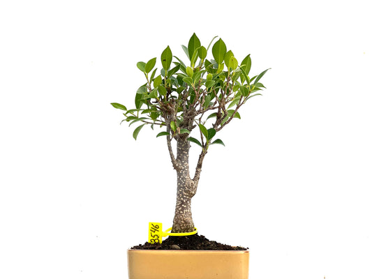 Ficus Tiger Bark 3546