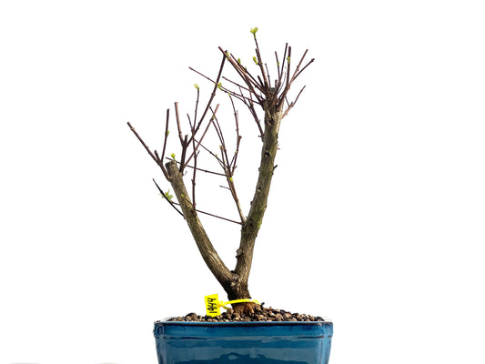 Premna Japonica 1944