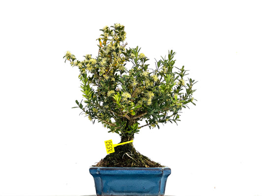 Buxus Harlandii 3532