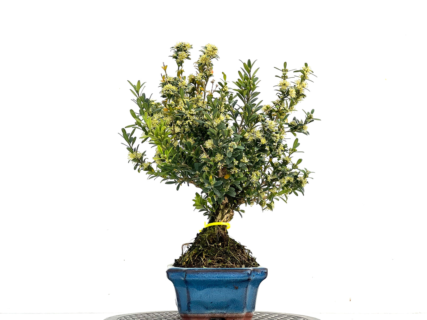 Buxus Harlandii 3532