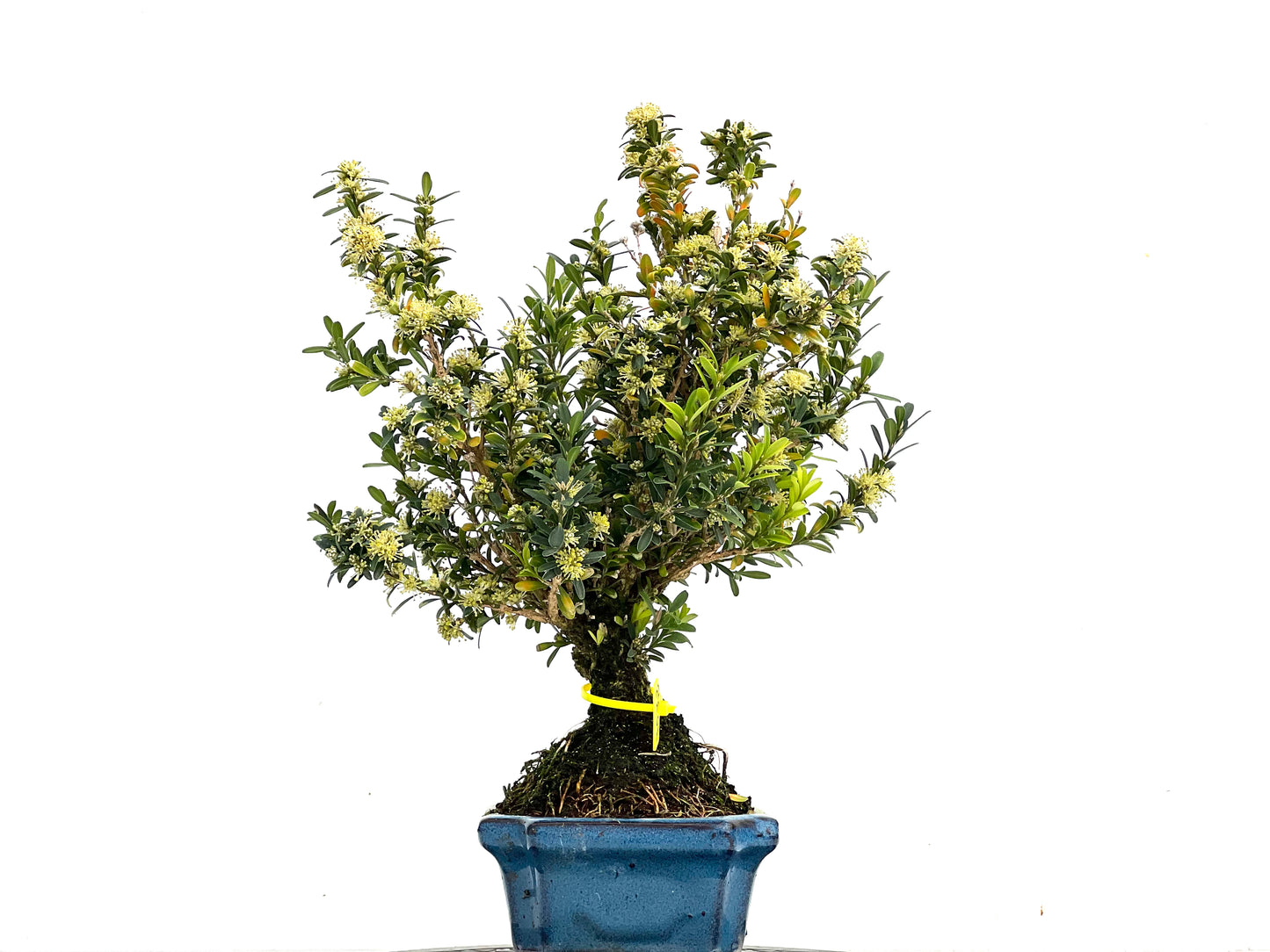 Buxus Harlandii 3532