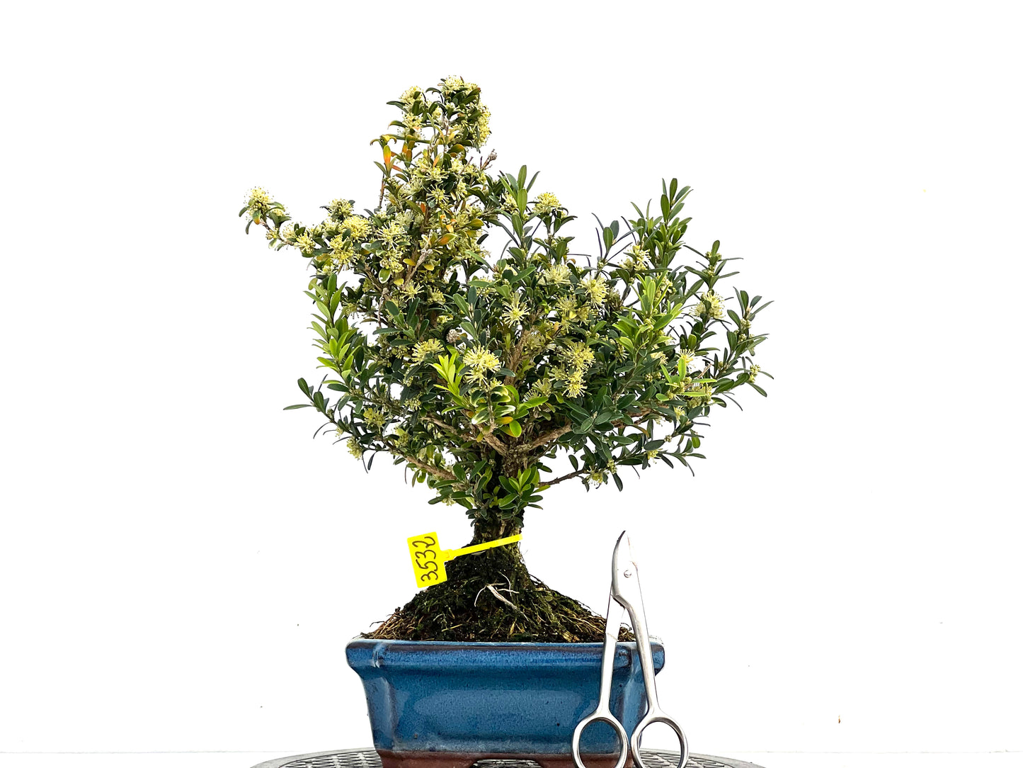 Buxus Harlandii 3532