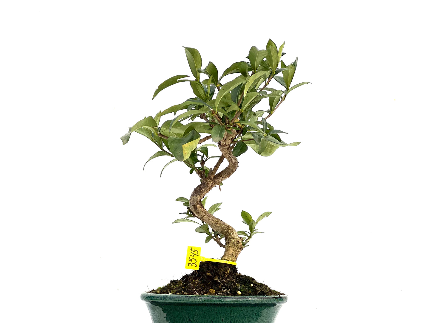Gardenia Jasminoide 3545
