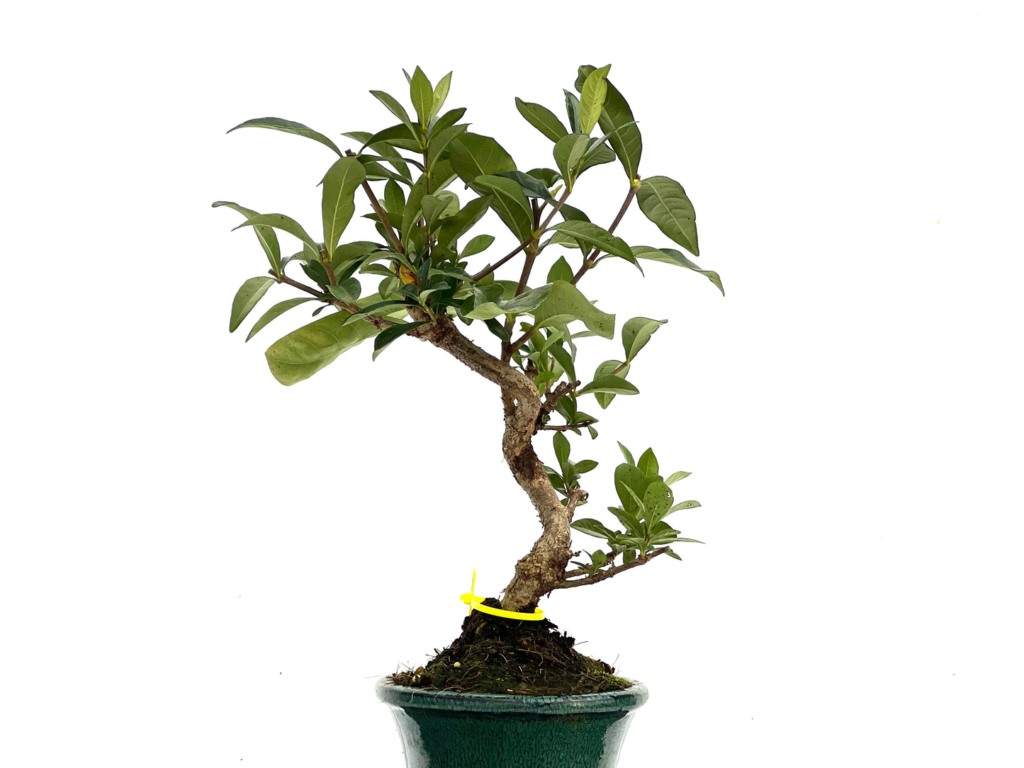 Gardenia Jasminoide 3545