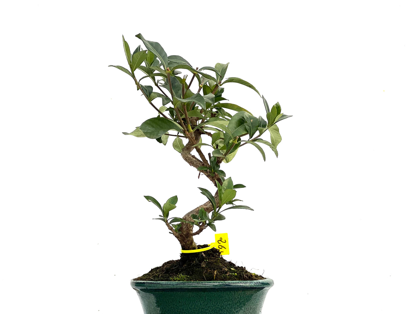 Gardenia Jasminoide 3545