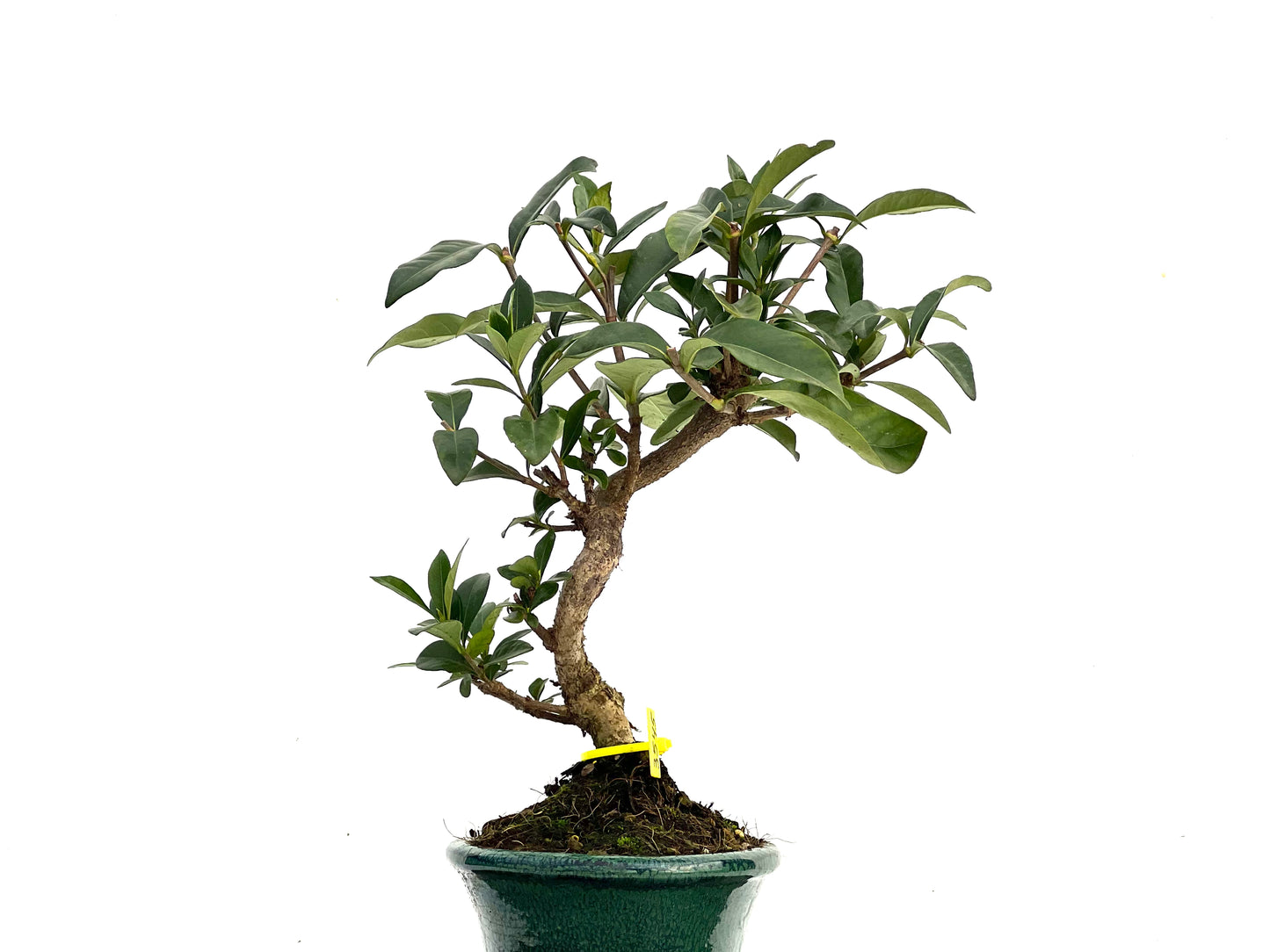 Gardenia Jasminoide 3545