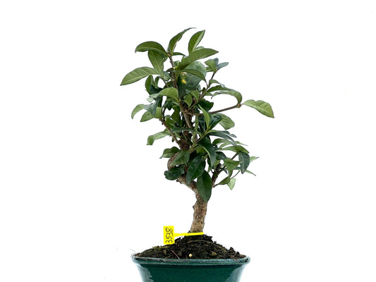 Gardenia Jasminoide 3538