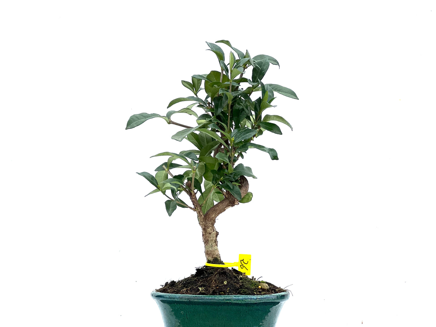 Gardenia Jasminoide 3538
