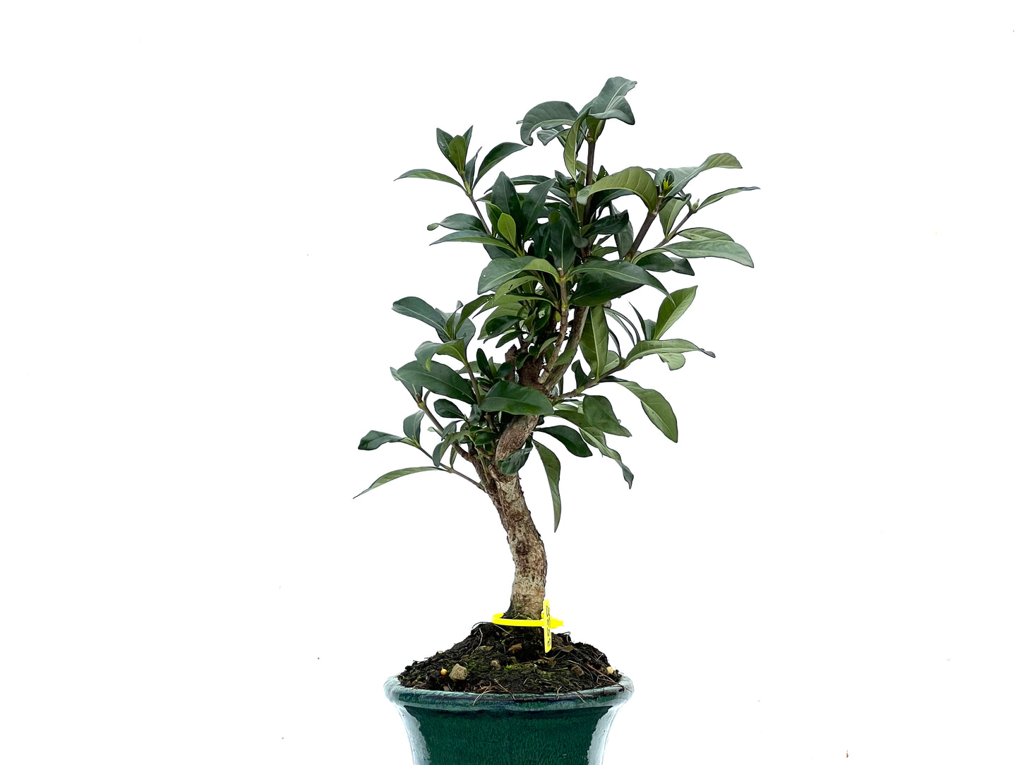Gardenia Jasminoide 3538