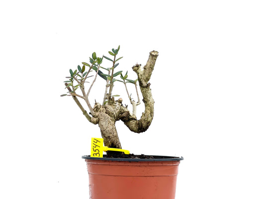 Olea Europaea Sylvestris 3544
