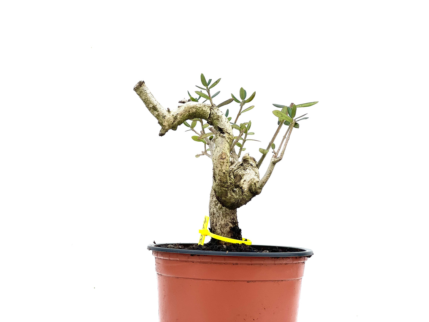 Olea Europaea Sylvestris 3544